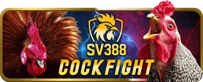 Người chia bài trực tiếp tại Live Casino 11bet info